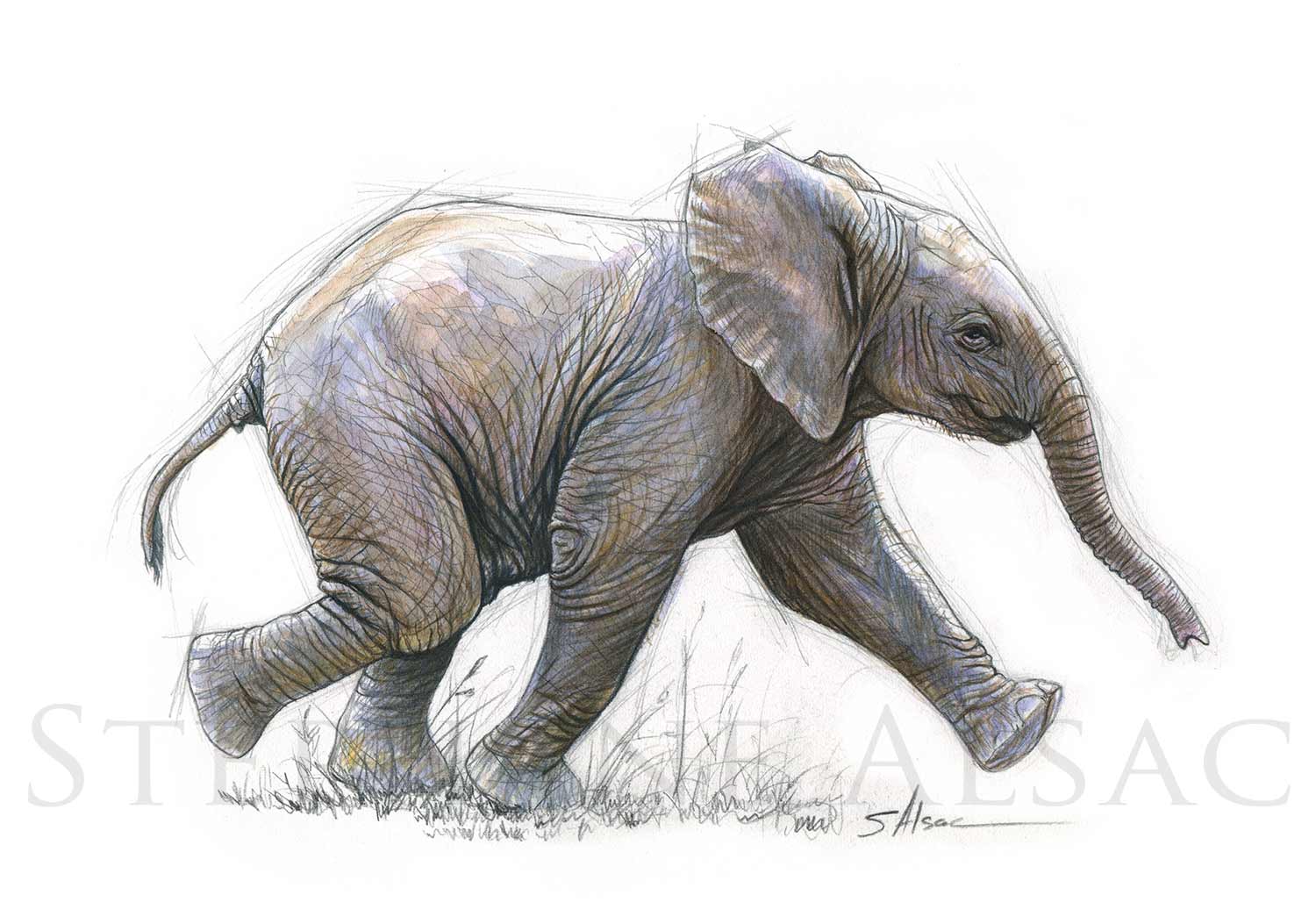 P'tit Elephant - Dessin d'un elephanteau - Collection Les Petits