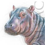 drawing-sketch-baby-hippo-watercolour-cute