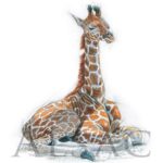 dessin-peinture-girafe-bebe-girafon-aquarelle-stephane-alsac