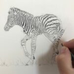 dessiner-animaux-bebe-zebre