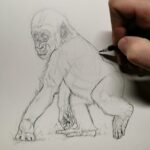 dessiner-bebe-gorille-realiste