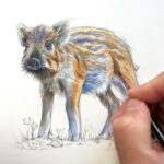 drawing-a-piglet-watercolour