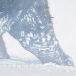 moose-art-panting-wildlife-art