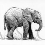 drawing-baby-elephant-tattoo