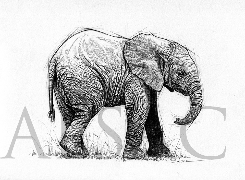 How to Draw an Elephant – Step by Step | SketchBookNation.com