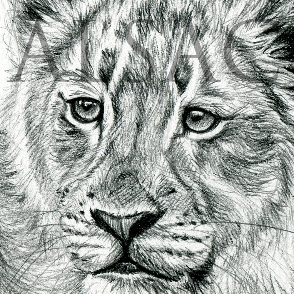 drawing-lion-cub-wildlife-art
