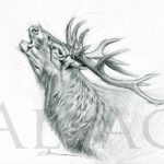 drawing-sketch-art-deer-stag