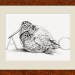 drawing-woodcock