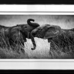 elephant-calin-hug-photo-d’art-noir-blanc-afrique