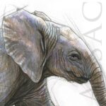small-elephant-sketch-illustration-painting
