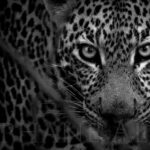 eye-catcher-jeune-leopard-photo-noir-blanc-afrique