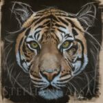 eye-to-eye-Tiger-portrait-Alsac
