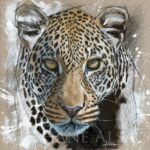 eye-to-eye-leopard-portrait-Alsac