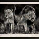 famille-lions-awagami-noir-blanc-afrique