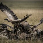 festin-vautours-afrique-photo-noir-blanc-take-off-carcasse-