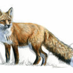 fox-painting-european-wildlife-art