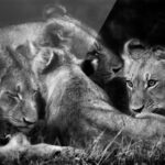 free-hugs-plexi-print-lions-famille-afrique-calins