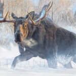great-realistic-modern-painting-moose