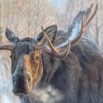 big-painting-print-canvas-moose-elk