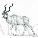 greater-kudu-anatomy-sketch-reference