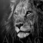 hipscar-vieux-lion-plexi-print-photo-d’art-noir-blanc-afrique-cicatrice