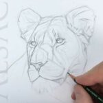 how-to-draw-lioness-african-cats