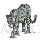 hunting-leopard-drawing-black-white-sketch
