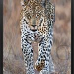 tableau-peinture-hyperrealiste-leopard-artiste-animalier-alsac