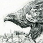 illustration-aigle-proie-dessin-animalier