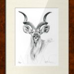 illustration-drawing-greater-kudu-antelope