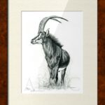 illustration-drawing-sable-antelope-hippotragus-black