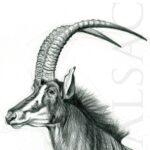 illustration-artwork-sable-antelope-safari