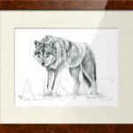 illustration-sketch-wolf-naturalist-drawing
