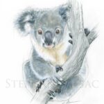 illustration-dessin-naturaliste-bebe-koala