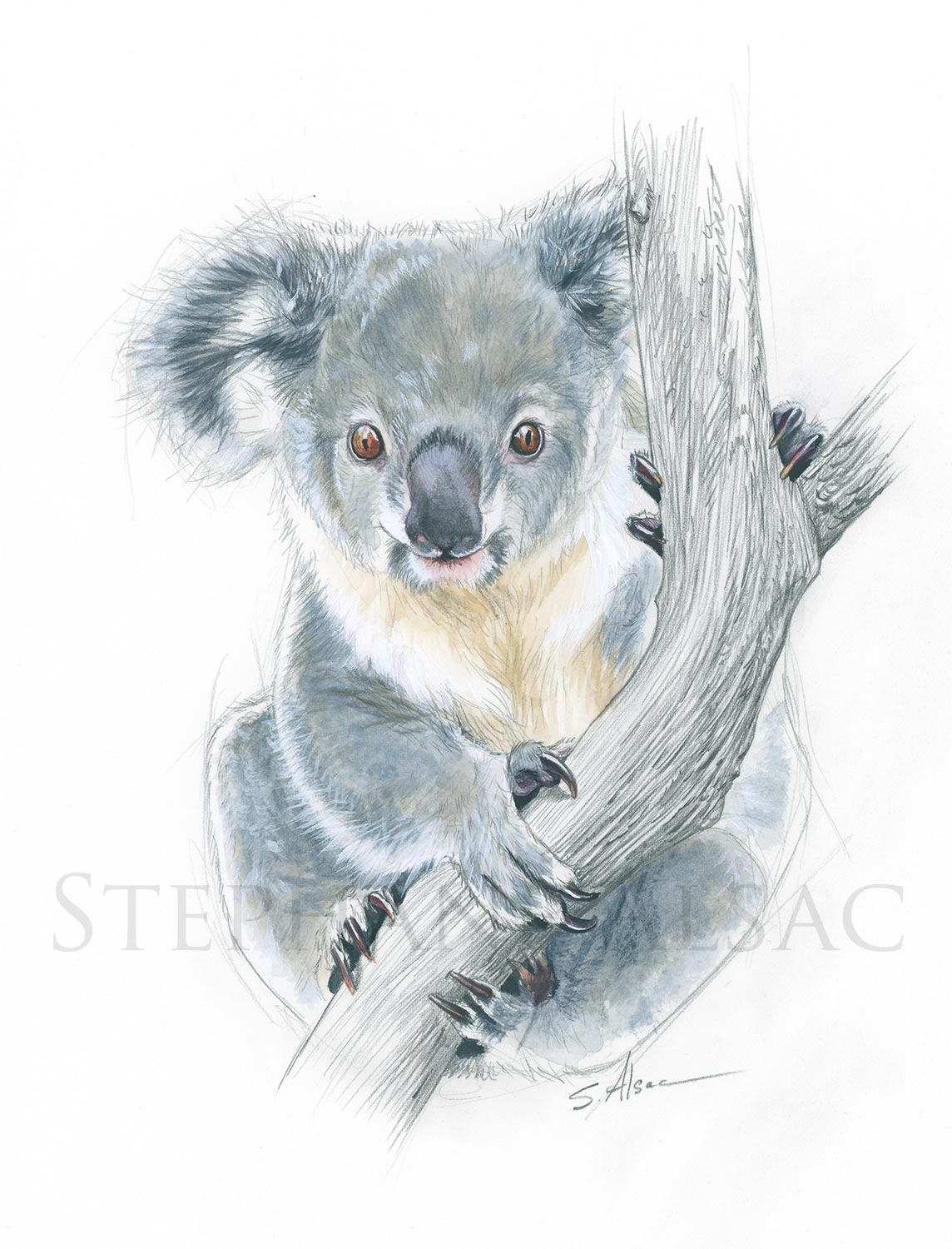 Koala Kid  watercolor drawing by Stephan Alsac - French Wildlife Artist