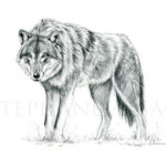 illustration-drawing-animal-wold-wildlife-artist