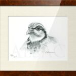illustration-sketch-Partridge-hunting-shooting-bird