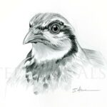 illustration-drawing-artwork-red-Partridge-bird-shooting
