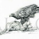 illustration-eagle-kill-drawing-wildlife-art