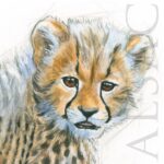 illustration-cheetah-cub-sketch-watercolor