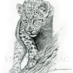 illutration-dessin-croquis-bebe-leopard-realiste-felin