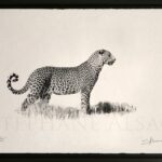 leopard-affut-awagami-photo-noir-blanc