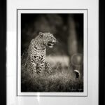 leopard-cadre-sous-verre-photo-noir-blanc-afrique