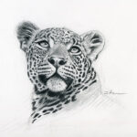 leopard-dessin-croquis-art-realiste