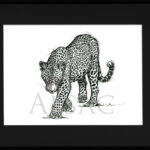 leopard-dessin-encre-tattoo-art-felin