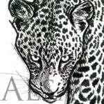 leopard-eye-drawing-tatoo-pencil-art