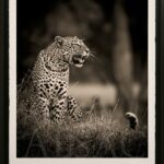 Romi-gorgeaus-leopard-photo-awagami-black-white-limited-print