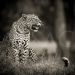 leopard-romi-photo-black-white-african-big-cats
