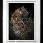 leopard-romi-sous-verre-profil-afrique-photo-noir-blanc-1