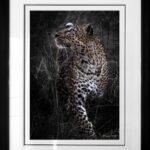 leopard-romi-sous-verre-profil-afrique-photo-noir-blanc